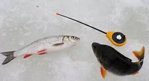 What to use to catch chub in winter
