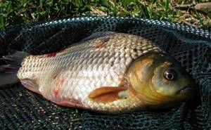 What to use to catch crucian carp in summer