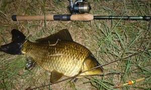 What to use to catch crucian carp at night