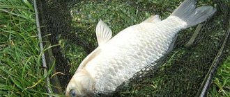 What to use to catch large crucian carp