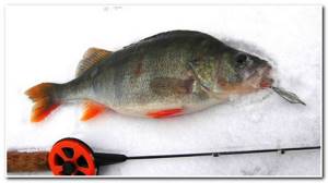 what to use to catch perch in winter