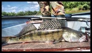 What to use to catch pike perch in the fall