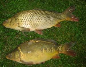 What does carp bite better on?