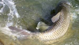 What is the best way to catch grass carp?