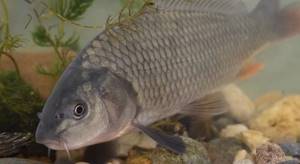 in the photo there is a scaly carp