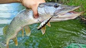 What baits are best for catching pike in the fall with a spinning rod?