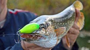 What baits are best for catching pike in the fall with a spinning rod?