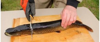 start cutting off the top part of the pike fillet