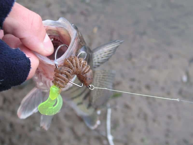 A visual photograph showing the size of an offset hook for pike perch
