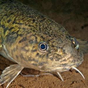 burbot at the bottom