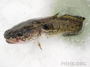 Burbot on the small river