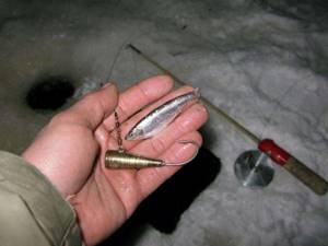 Burbot for snitching with live bait