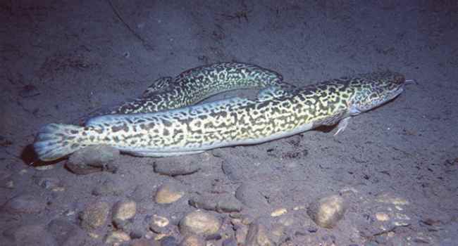 burbot - benefit - harm - where it is found