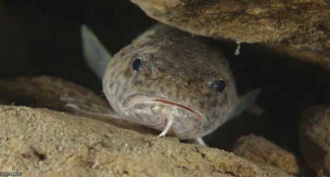 burbot properties