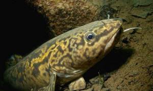Burbot in a hole