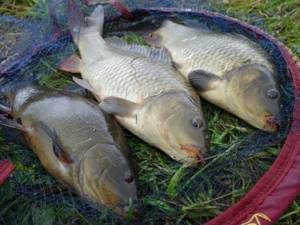 Along with carp, there are also tench in my lake