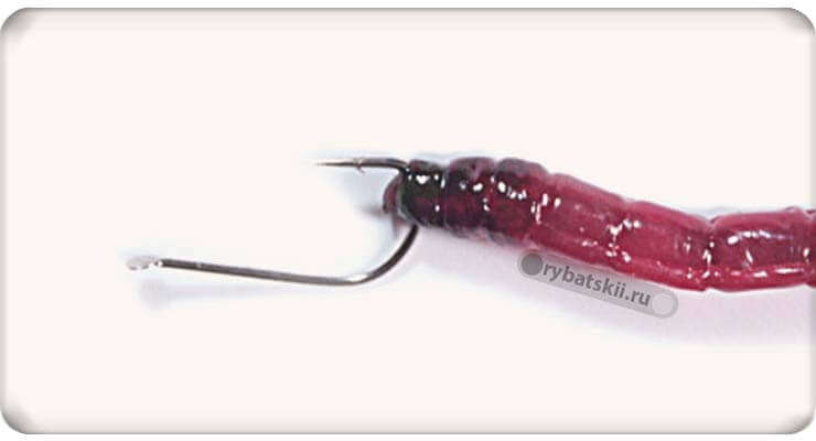 Attaching a bloodworm to the head