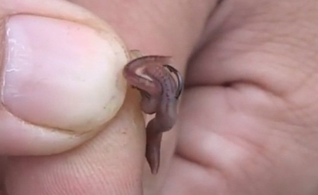 placing a worm on a hook by piercing it in two places