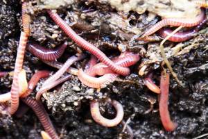dung worms