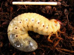 Catfish bait. Rhinoceros beetle larva. 