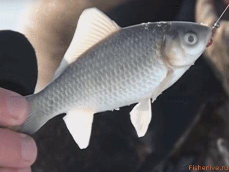 a small carp caught on a jig