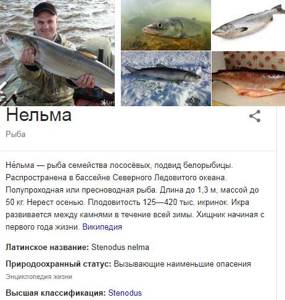 nelma fish photo description