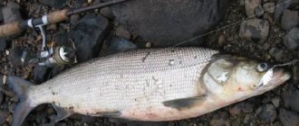 Nelma-fish-Description-features-lifestyle-and-habitat-of-nelma-fish-1