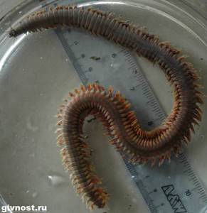 Nereis-worm-Lifestyle-and-habitat-of-the-nereis-worm-1