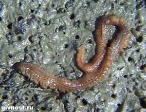 Nereis-worm-Lifestyle-and-habitat-of-the-Nereis-worm-5