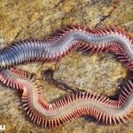 Nereis-worm-Lifestyle-and-habitat-of-the-nereis-worm-6