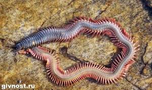Nereis-worm-Lifestyle-and-habitat-of-the-nereis-worm-6