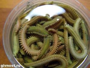 Nereis-worm-Lifestyle-and-habitat-of-the-nereis-worm-7