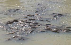 Crucian carp spawning