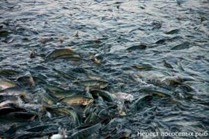 Spawning of salmon fish: when does it happen and does salmon die?