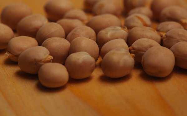 Chickpeas for fishing - steaming methods