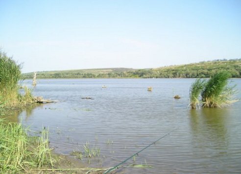 Common carp pond