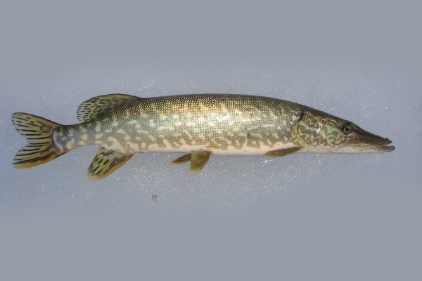 Common pike
