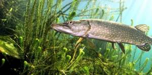 common pike