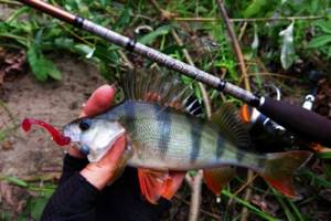 Perch and spinning