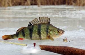 perch and fishing rod