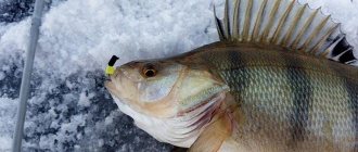 Reelless perch on the first ice