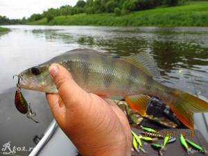 Perch on a Chinese wobbler
