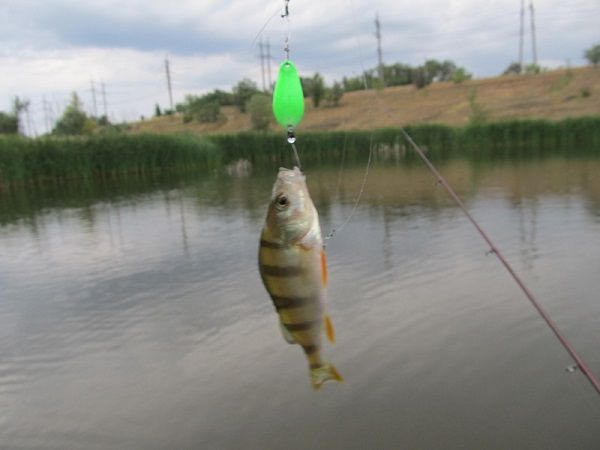 Perch on a spoon