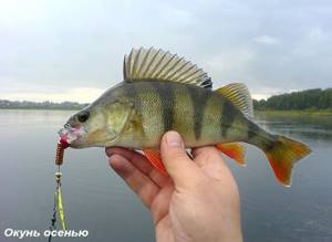 Perch on hand