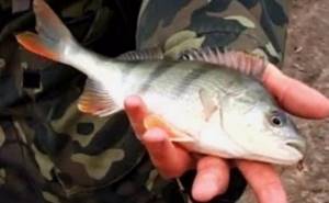 perch using live bait in spring with a float rod