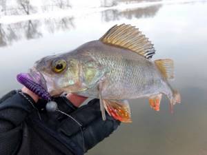 Perch caught on a twister with a jig head