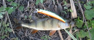 Perch caught in the fall