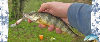 perch in August