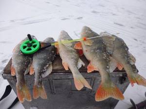 Perch in the first ice with a reelless bait