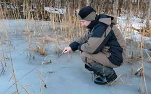 Perch in the first ice in the reeds